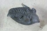 Prone Metacanthina Trilobite - Healed Bite Mark #71615-3
